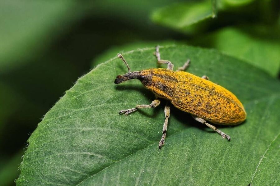 Beetle
