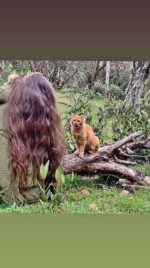 Cat encounter