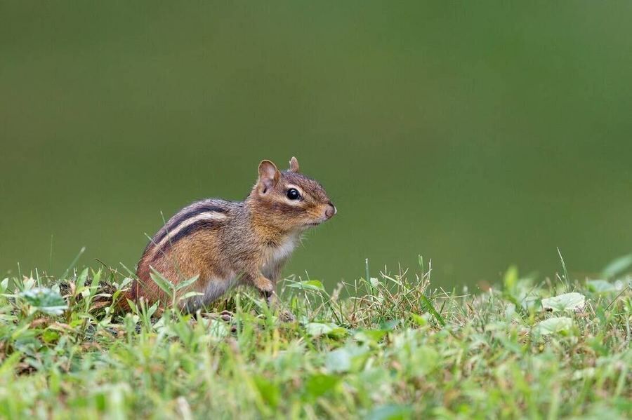 Chipmunk
