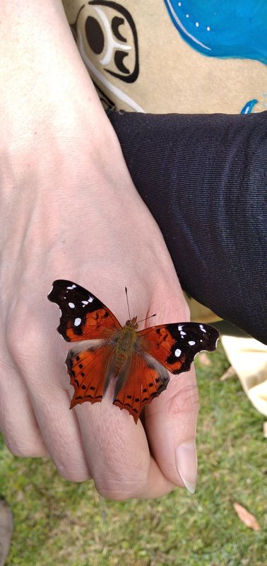 A butterfly resting on Michela's hand