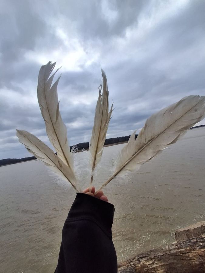 Feathers found by the shore