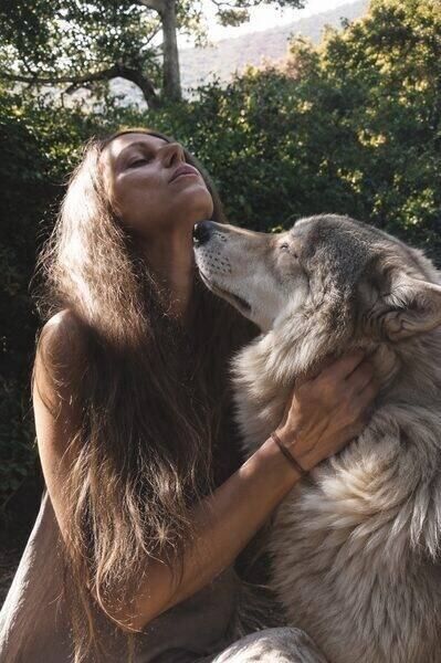 Wolf, an animal guide