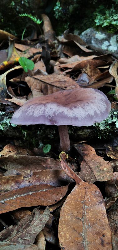 A mushroom among fallen leaves on the forest floor